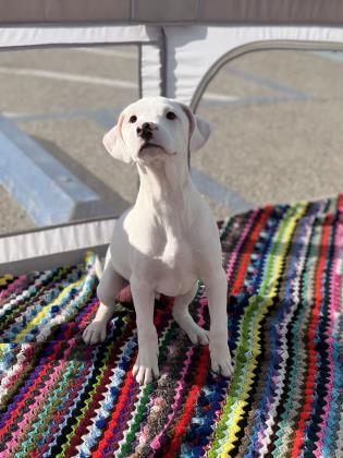 Dave, Adopted, Puppy Male Terrier & Pit Bull Terrier.