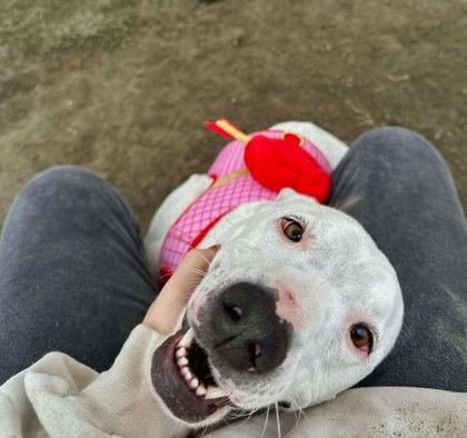 Dave, a Adopted mixed breed in Visalia, CA image 2/3