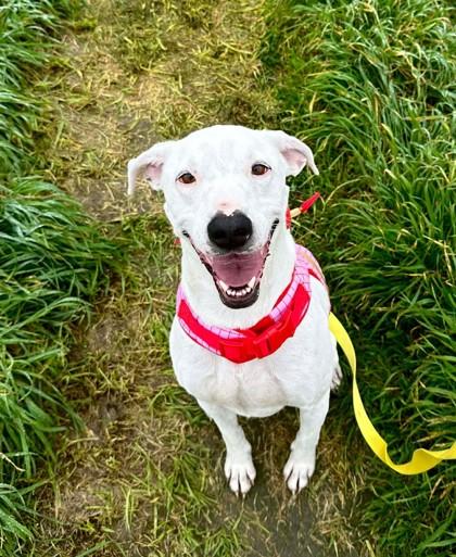 Dave, a Adopted mixed breed in Visalia, CA image 3/3