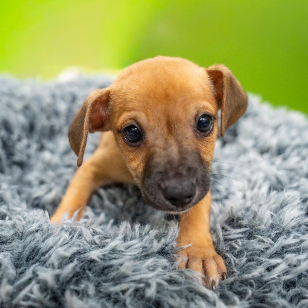 Enlarge Brown Recluse, a Adoptable mixed breed in Gainesville, GA image 1/2
