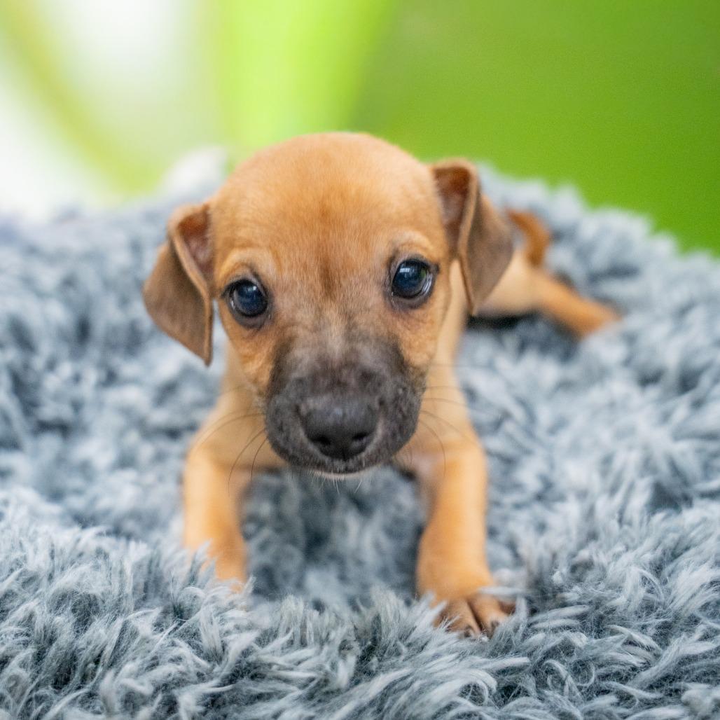 Enlarge Brown Recluse, a Adoptable mixed breed in Gainesville, GA image 2/2
