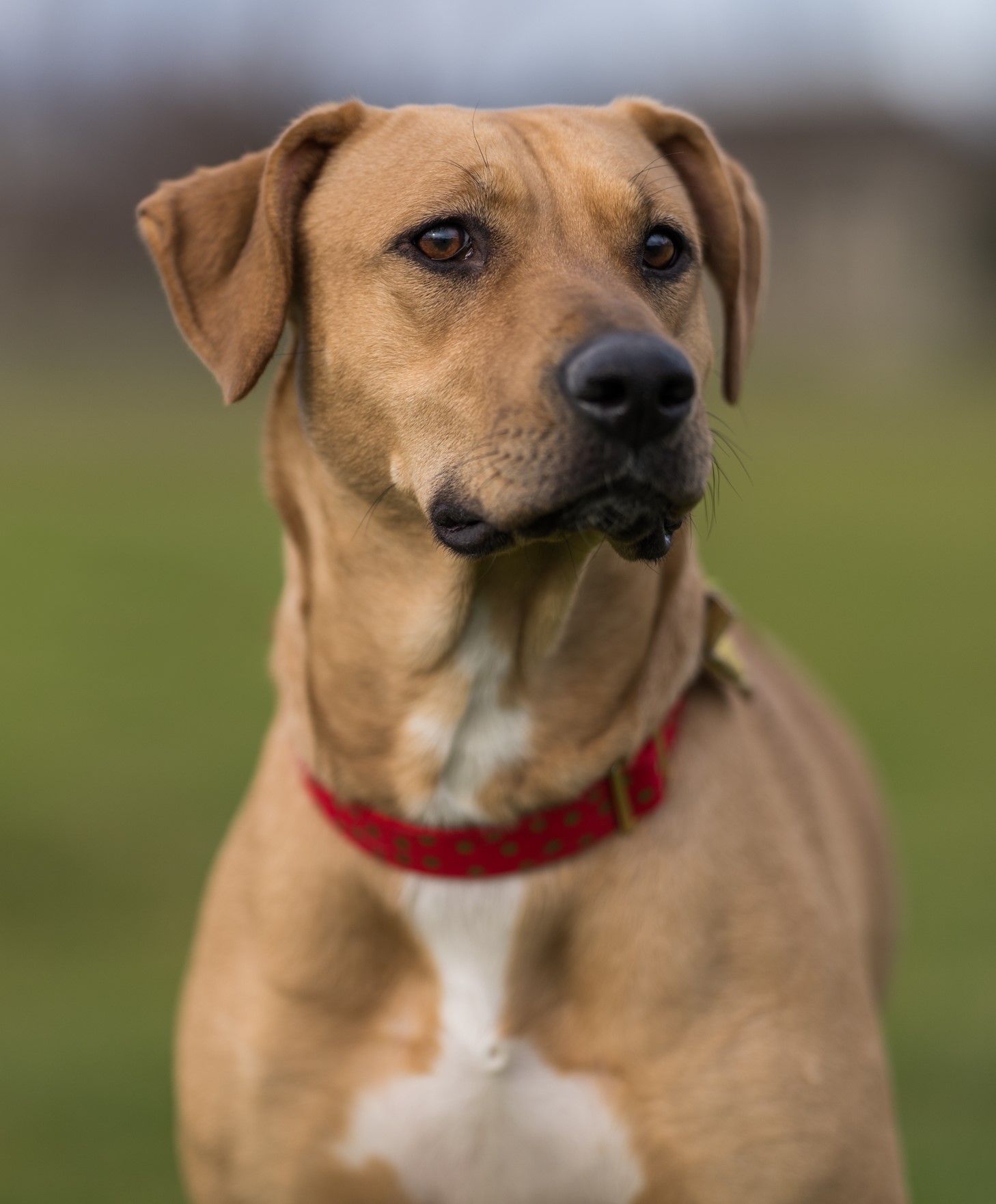 Asuna, adoptable, Young Female Labrador Retriever & Pit Bull Terrier.