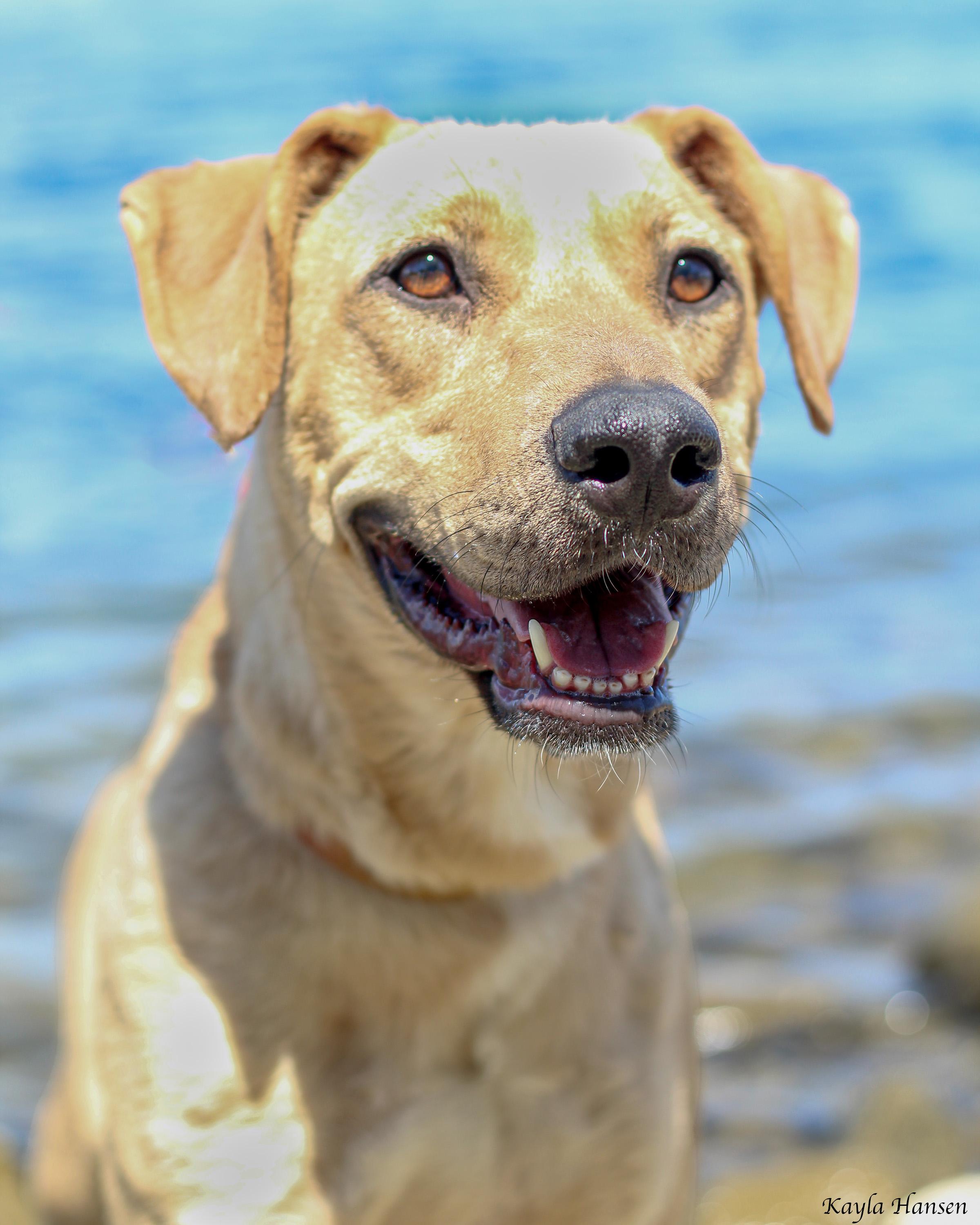 Asuna, an adoptable mixed breed in Seattle, WA image 2/6
