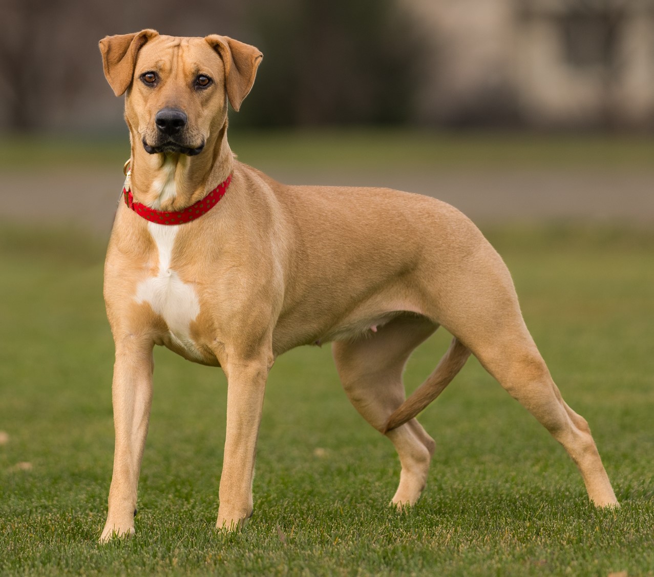 Asuna, adoptable, Young Female Labrador Retriever & Pit Bull Terrier.