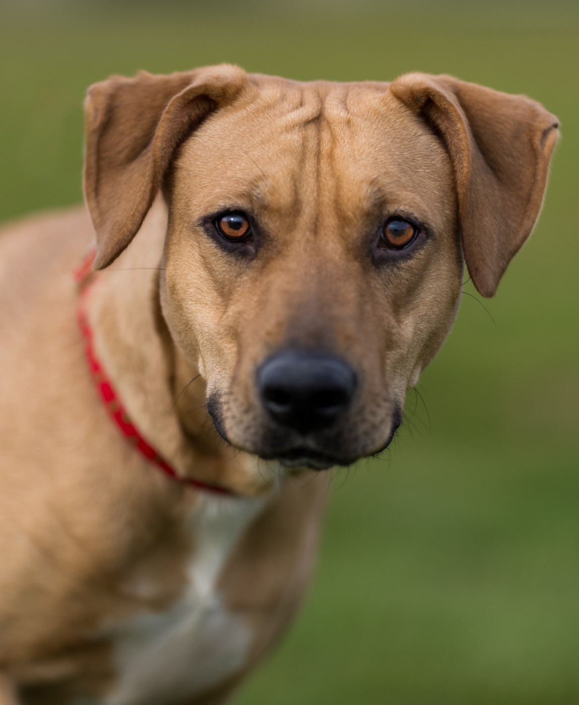 Asuna, an adoptable mixed breed in Seattle, WA image 5/6