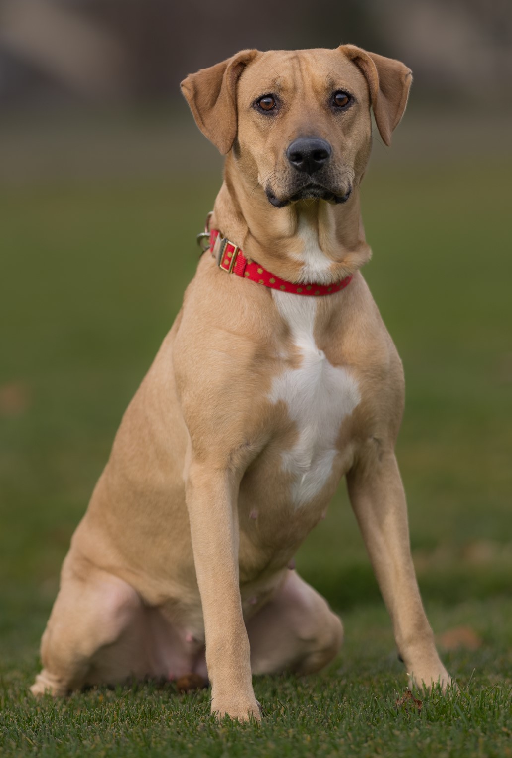 Asuna, an adoptable mixed breed in Seattle, WA image 6/6