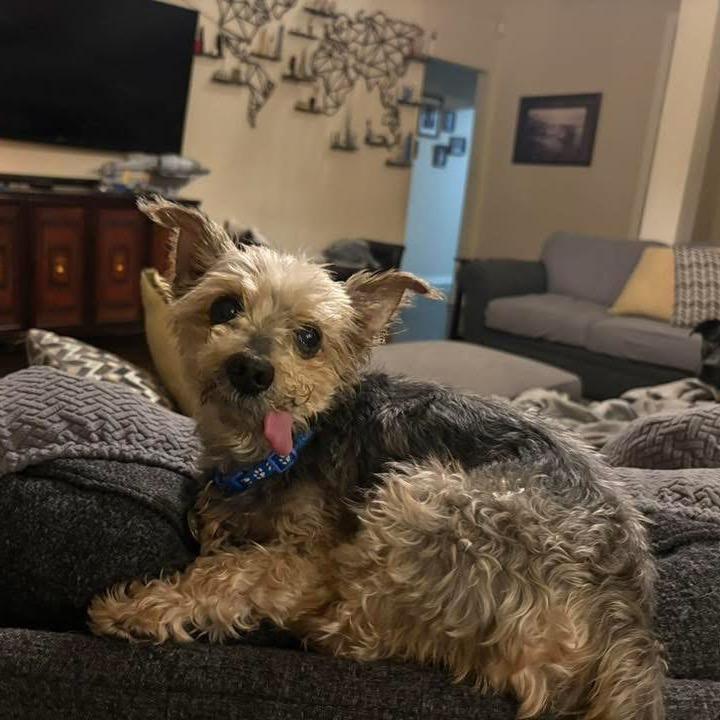 Stitch (Dallas) — thumbnail 2