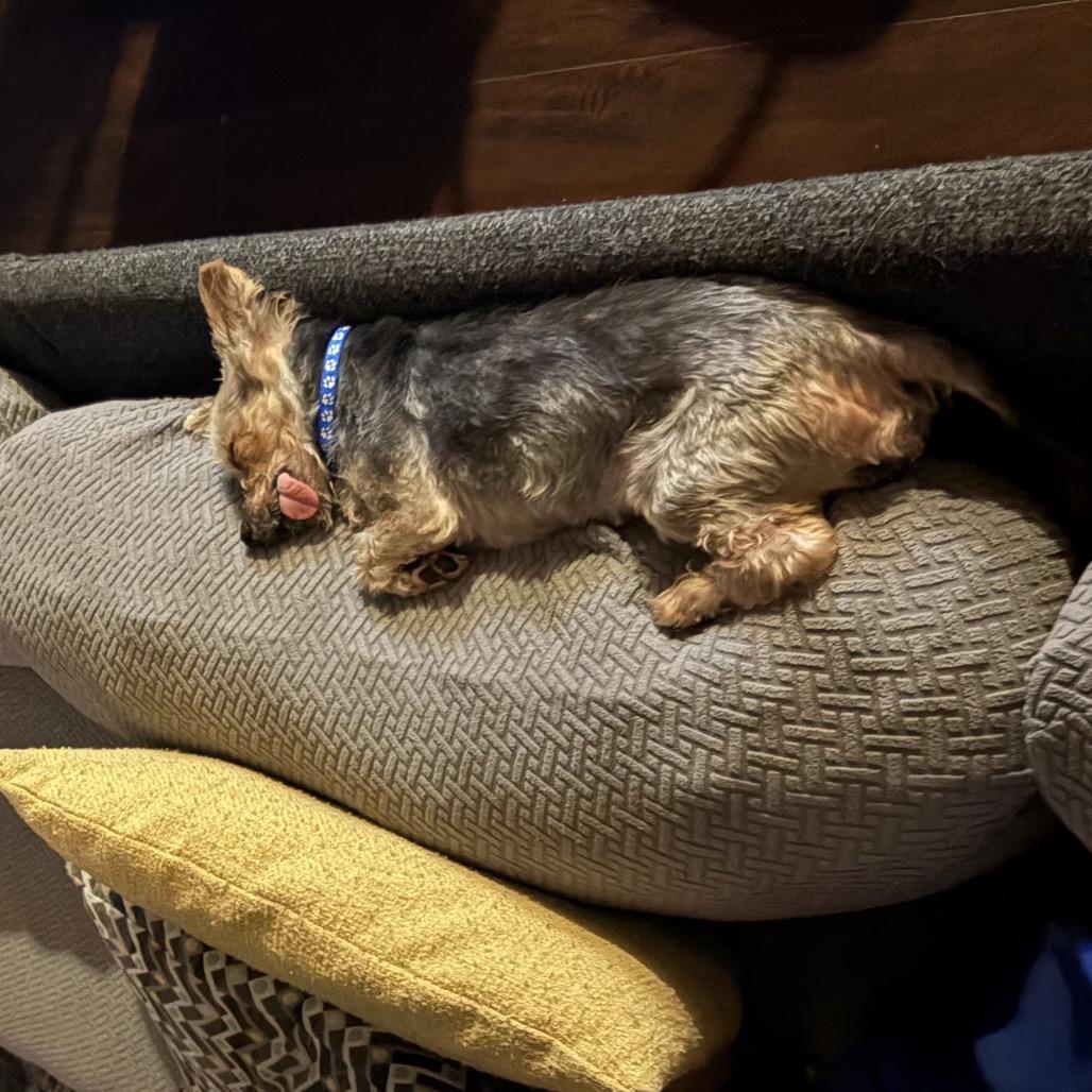 Stitch (Dallas) — thumbnail 3