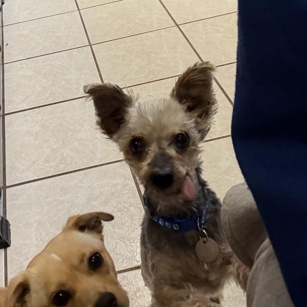 Stitch (Dallas) — thumbnail 4