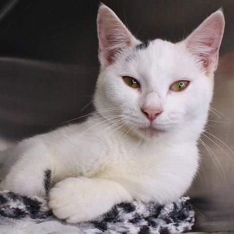 Zendaya, Adoptable, Young Female Domestic Short Hair.