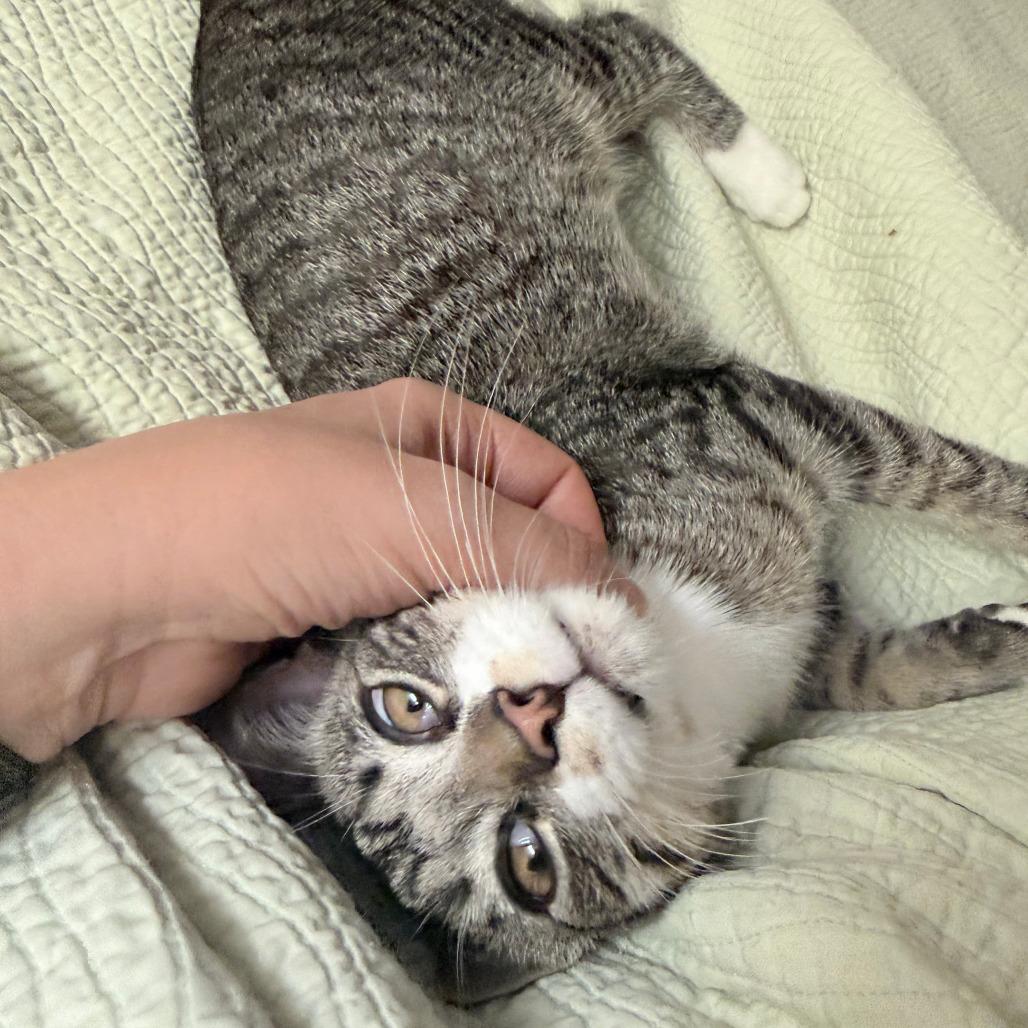 Toasty, a Adoptable Domestic Short Hair in Middleton, WI image 1/6
