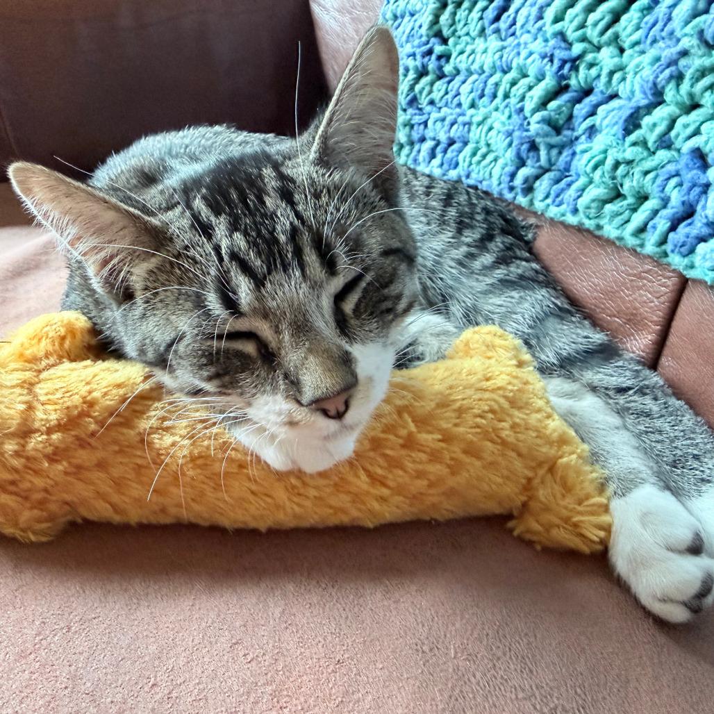 Toasty, a Adoptable Domestic Short Hair in Middleton, WI image 2/6