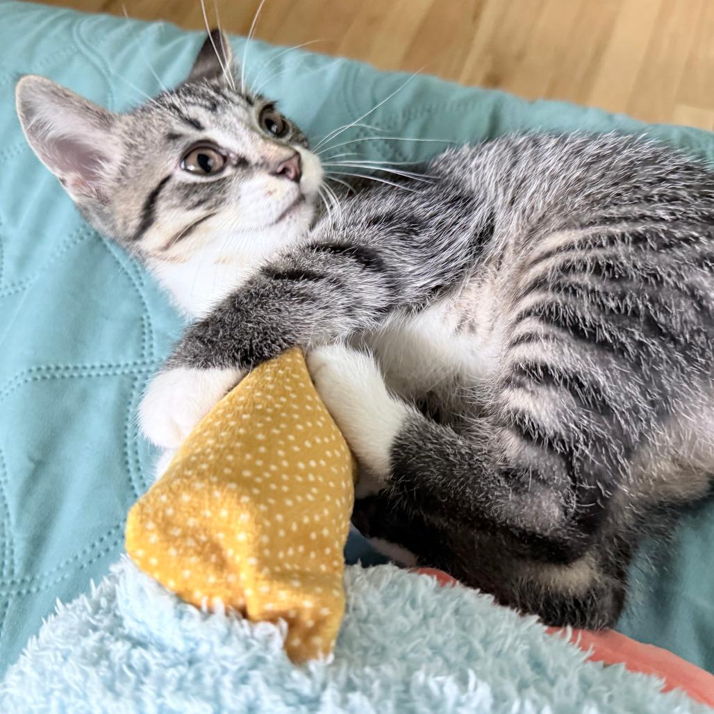 Toasty, a Adoptable Domestic Short Hair in Middleton, WI image 3/6