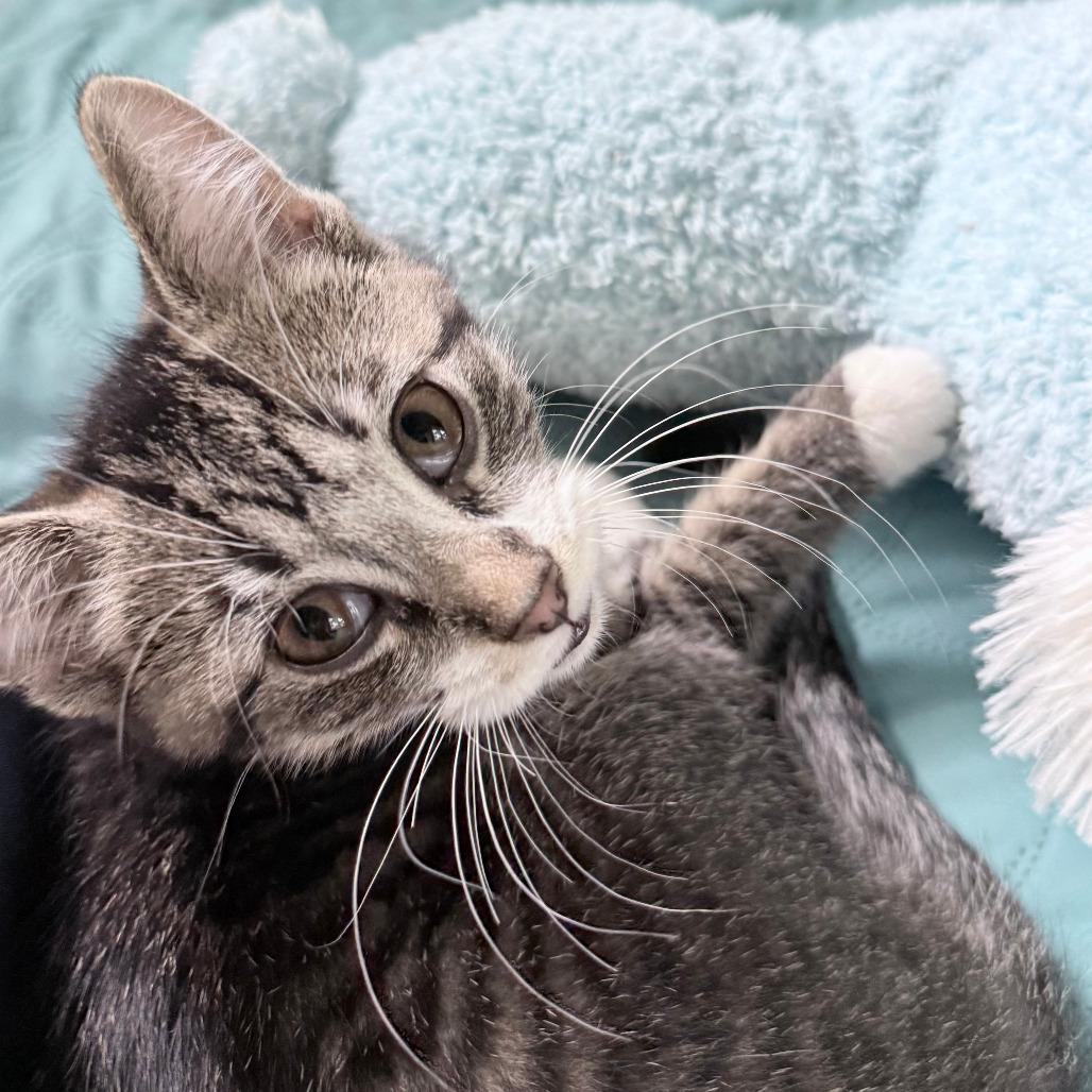 Toasty, a Adoptable Domestic Short Hair in Middleton, WI image 4/6