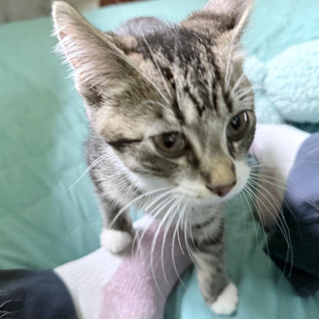 Toasty, a Adoptable Domestic Short Hair in Middleton, WI image 5/6