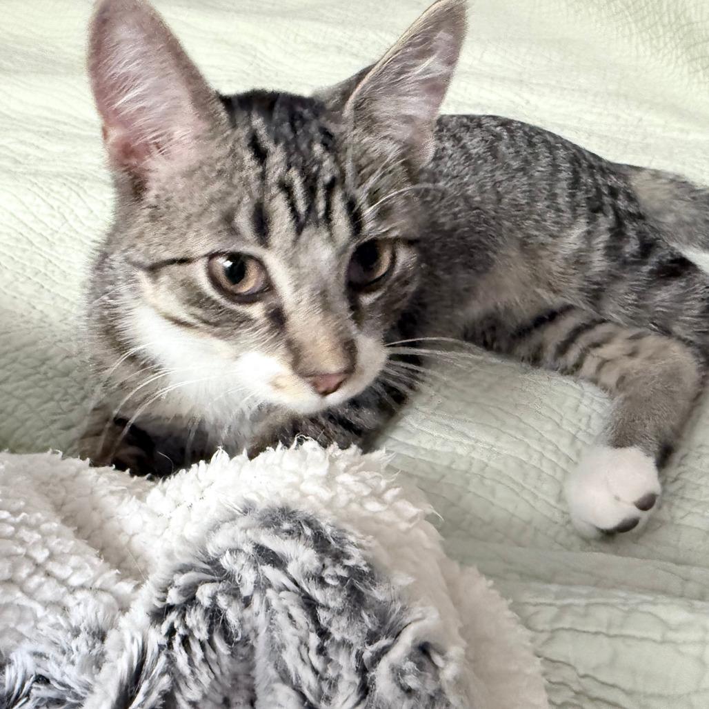 Toasty, a Adoptable Domestic Short Hair in Middleton, WI image 6/6