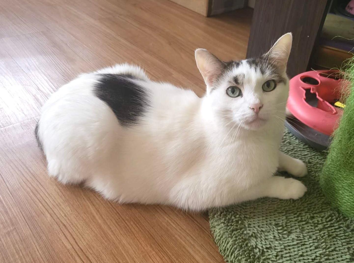 Enlarge Moshiga, an adopted mixed breed in New York, NY image 1/3