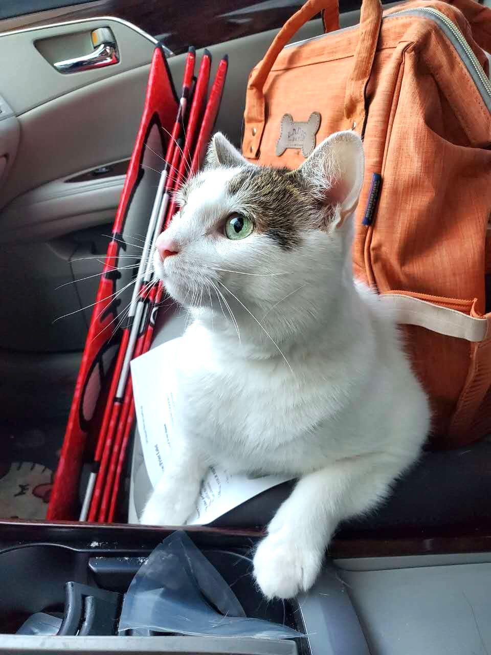 Enlarge Moshiga, an adopted mixed breed in New York, NY image 2/3