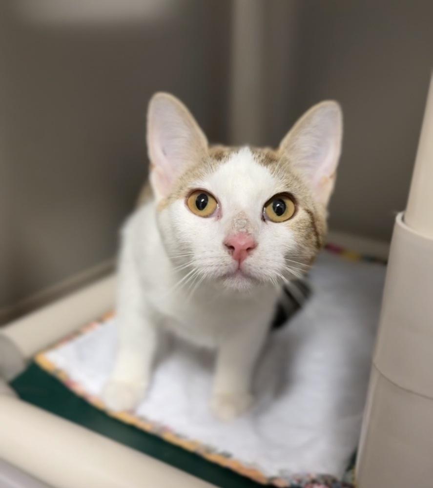 Molly, Adoptable, Kitten Female Domestic Short Hair.