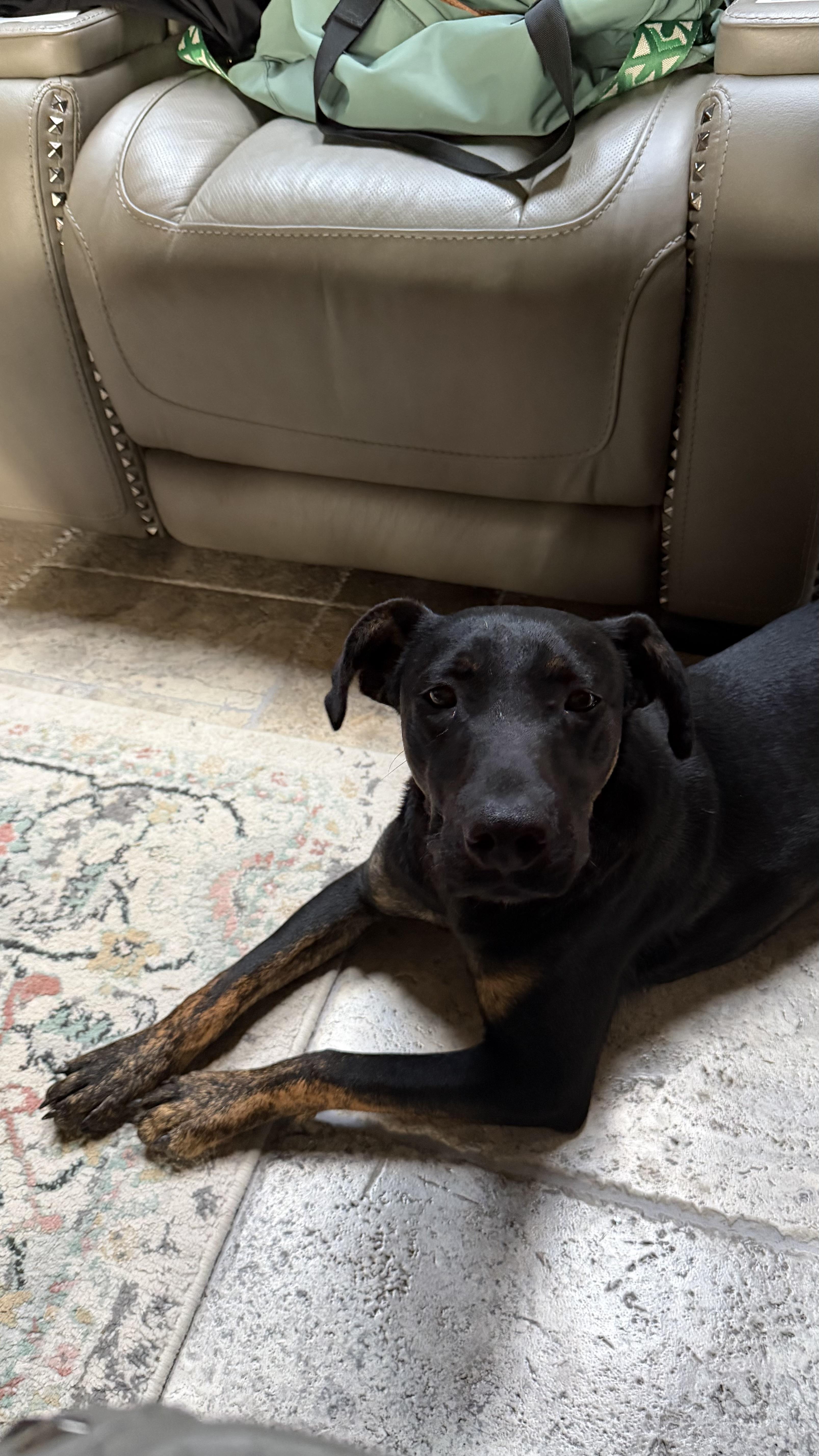 Chucky, ADOPTABLE, Young Male Coonhound.