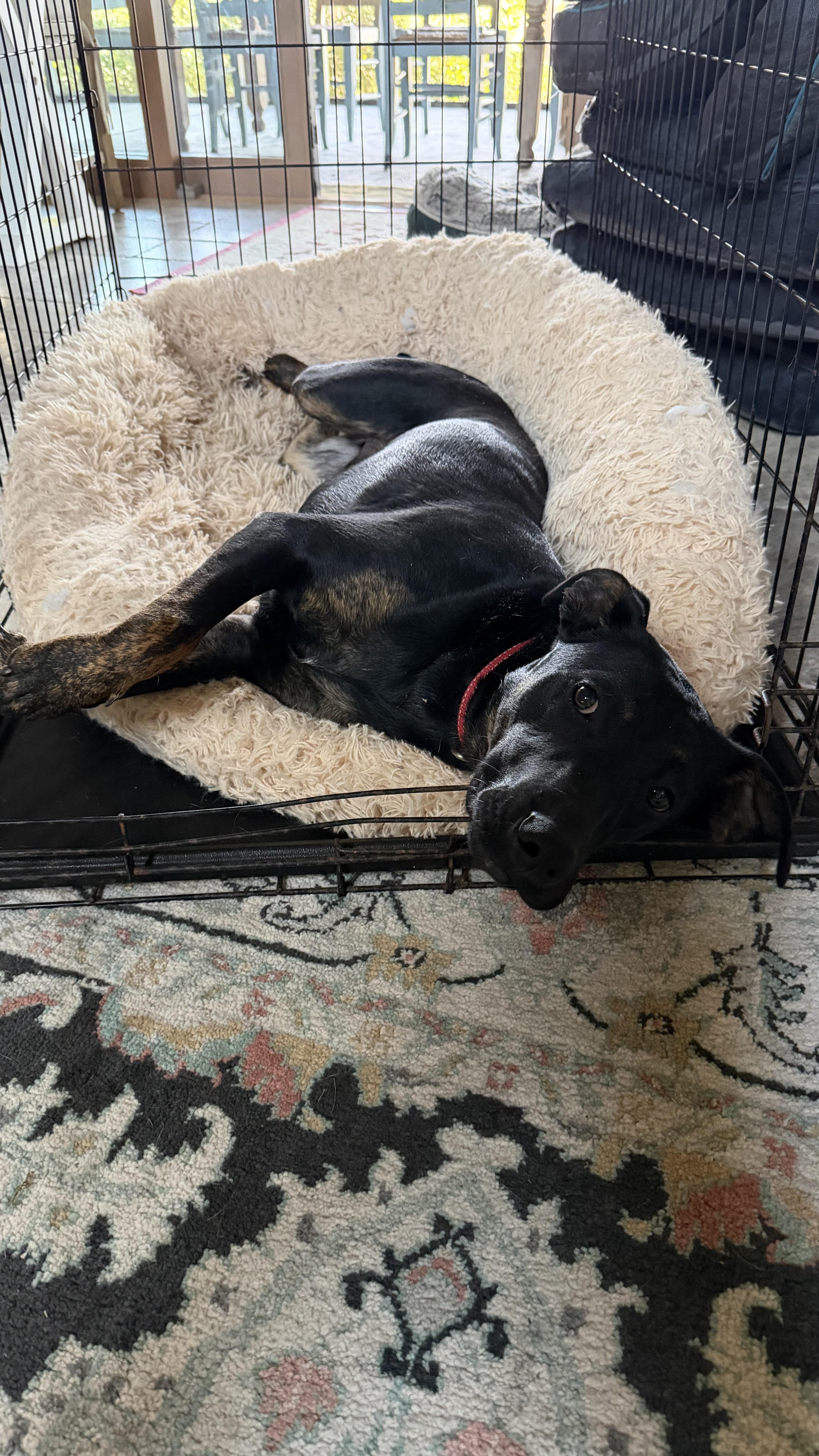 Enlarge Chucky, a ADOPTABLE mixed breed in Livingston, TX image 3/3