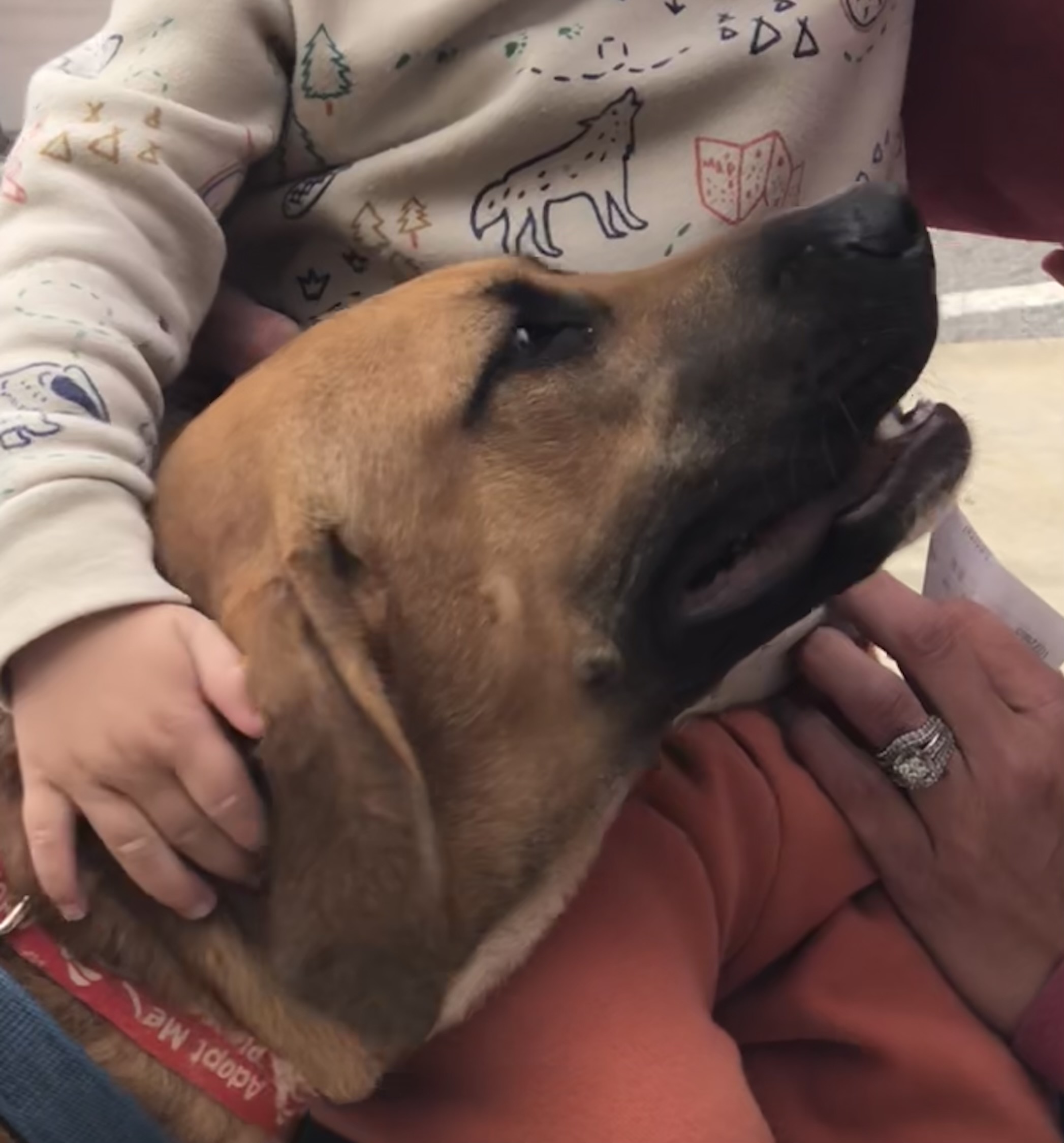 Ary, Young Female Redbone Coonhound