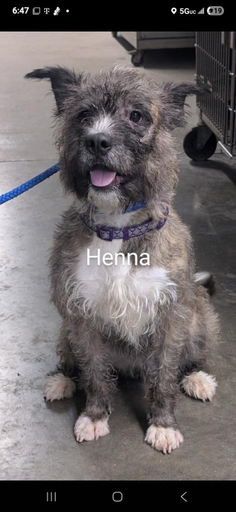 Henna, Adopted, Adult Female Wirehaired Terrier.