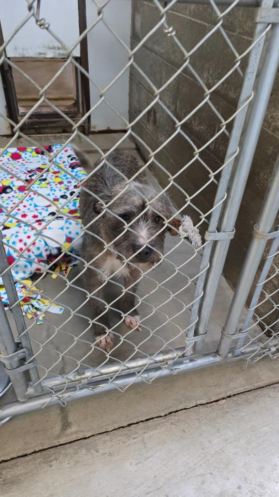 Enlarge Henna, a Adopted Wirehaired Terrier in Virginia, MN image 2/2