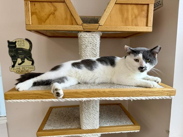 Enlarge Trout, a ADOPTABLE Domestic Short Hair in Medina, OH image 1/1