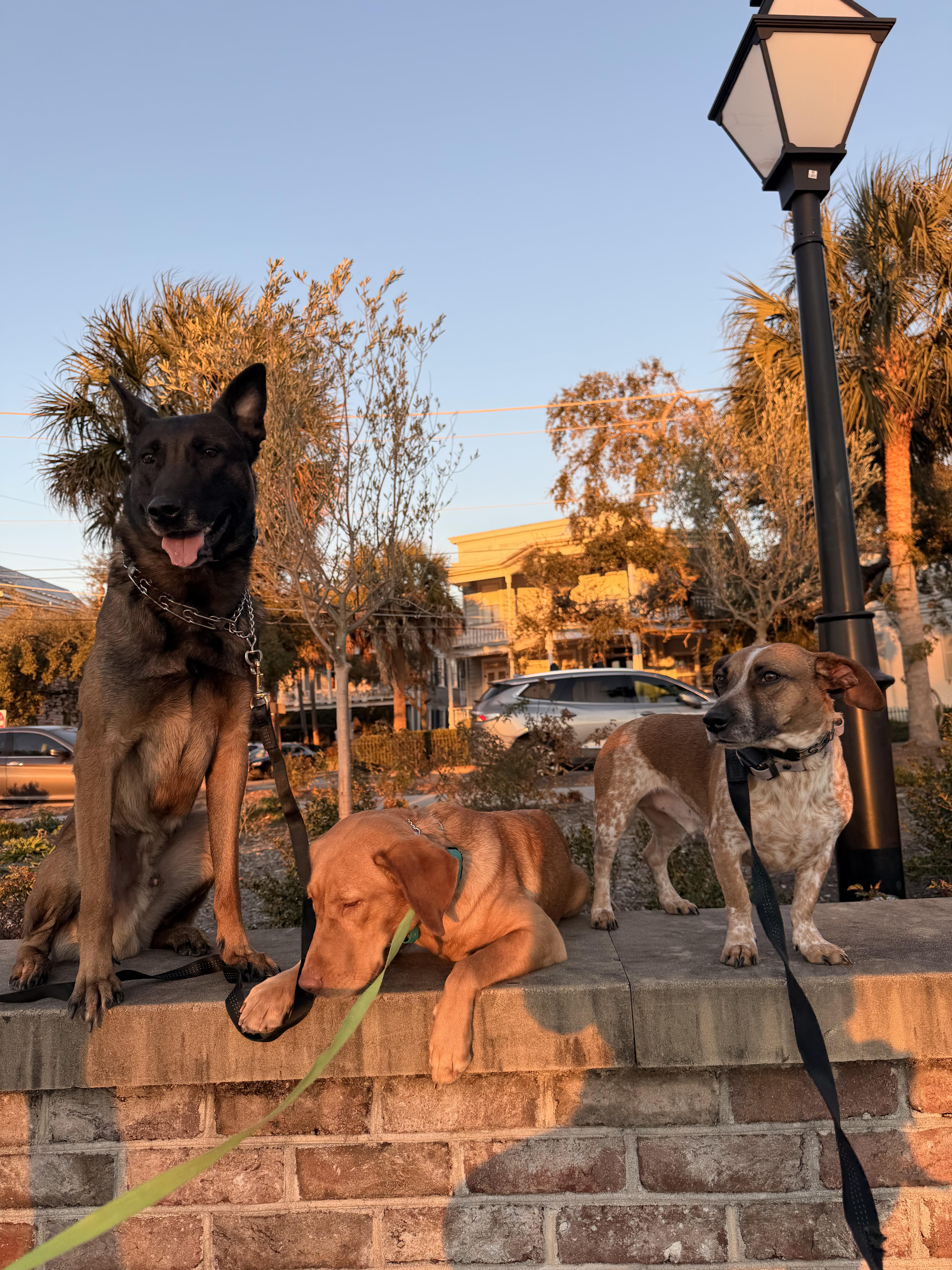 Enlarge Opie, a ADOPTABLE mixed breed in charleston, SC image 5/6