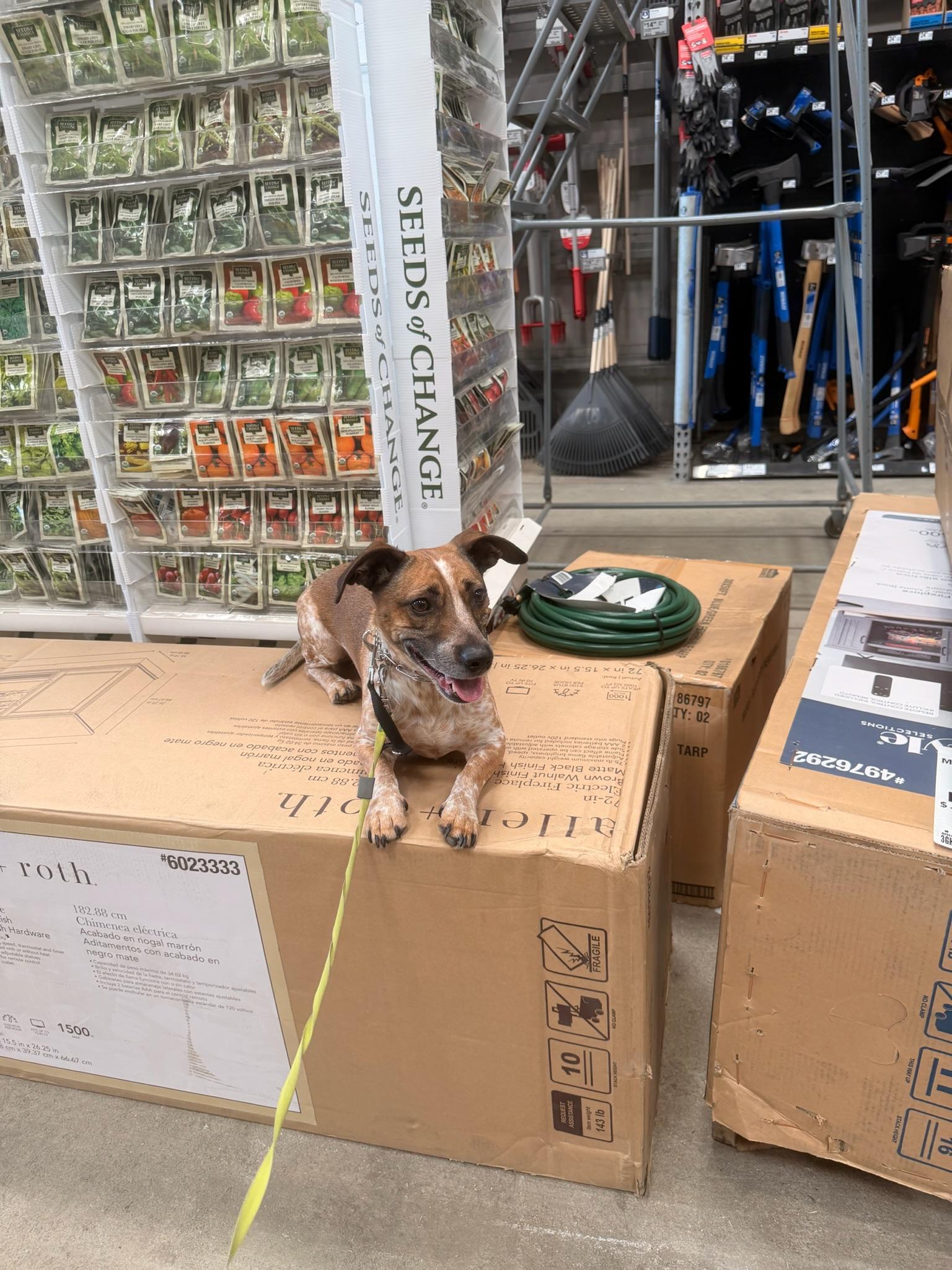 Enlarge Opie, a ADOPTABLE mixed breed in charleston, SC image 2/6