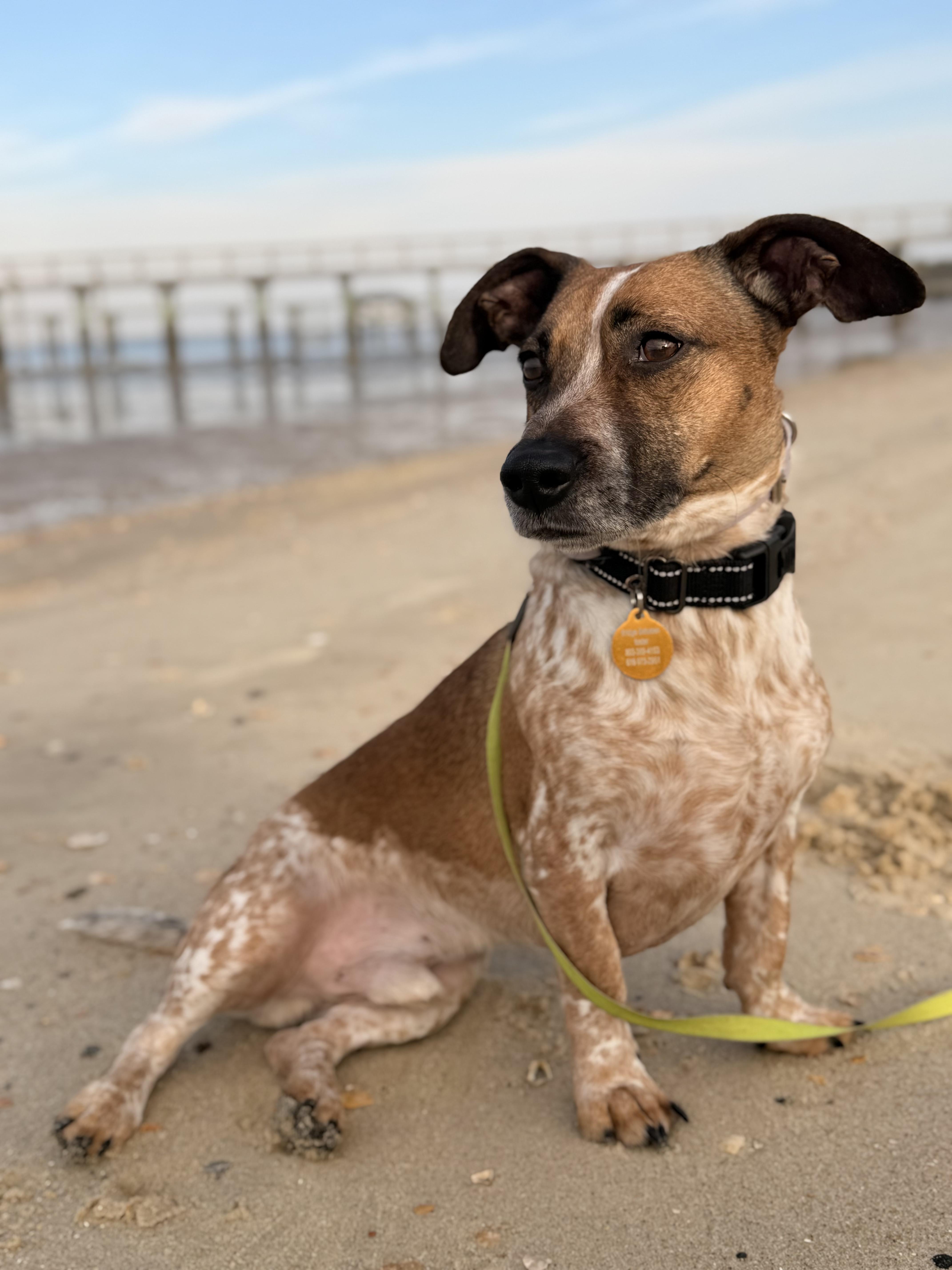 Enlarge Opie, a ADOPTABLE mixed breed in charleston, SC image 6/6