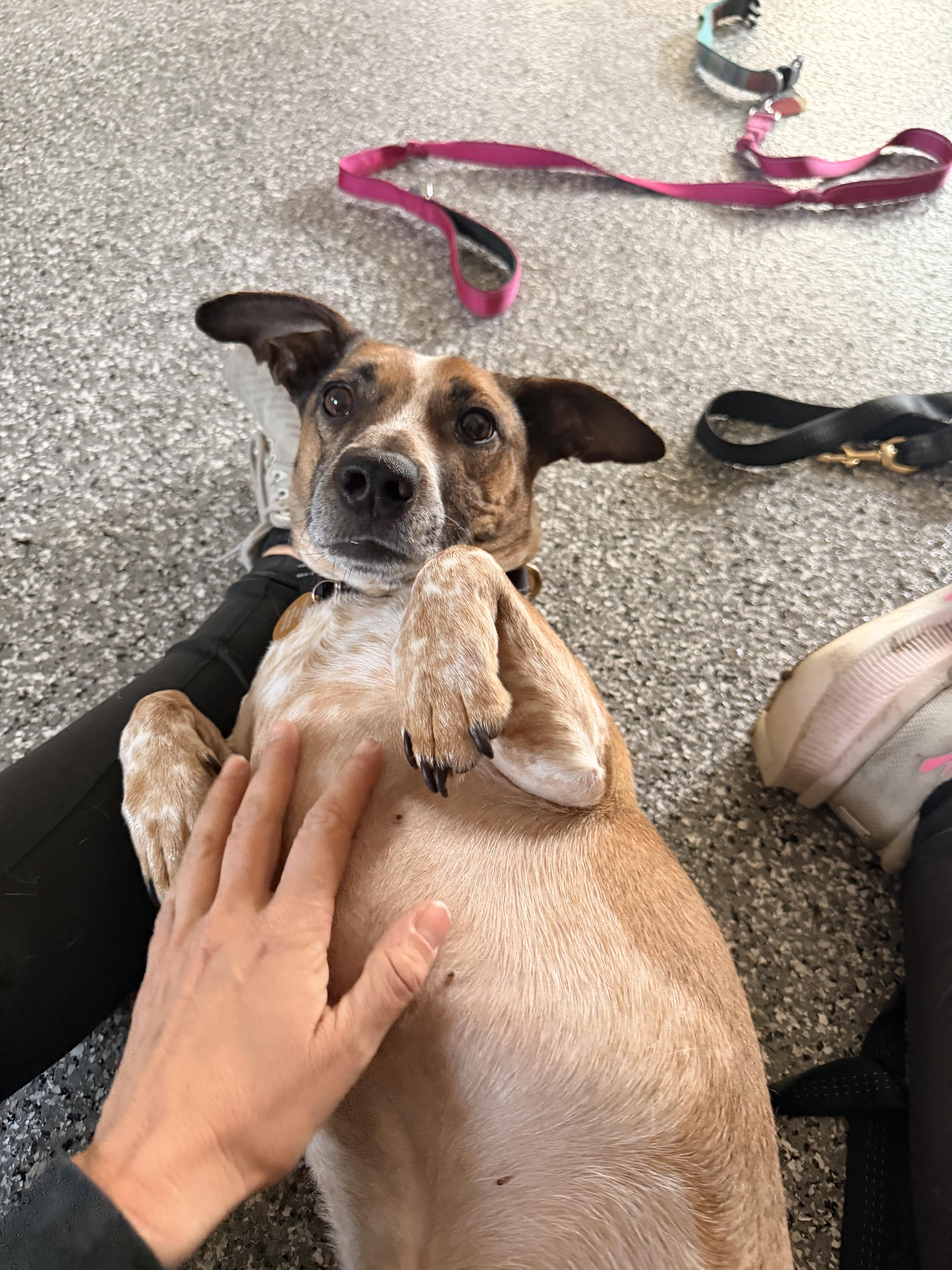 Enlarge Opie, a ADOPTABLE mixed breed in charleston, SC image 3/6