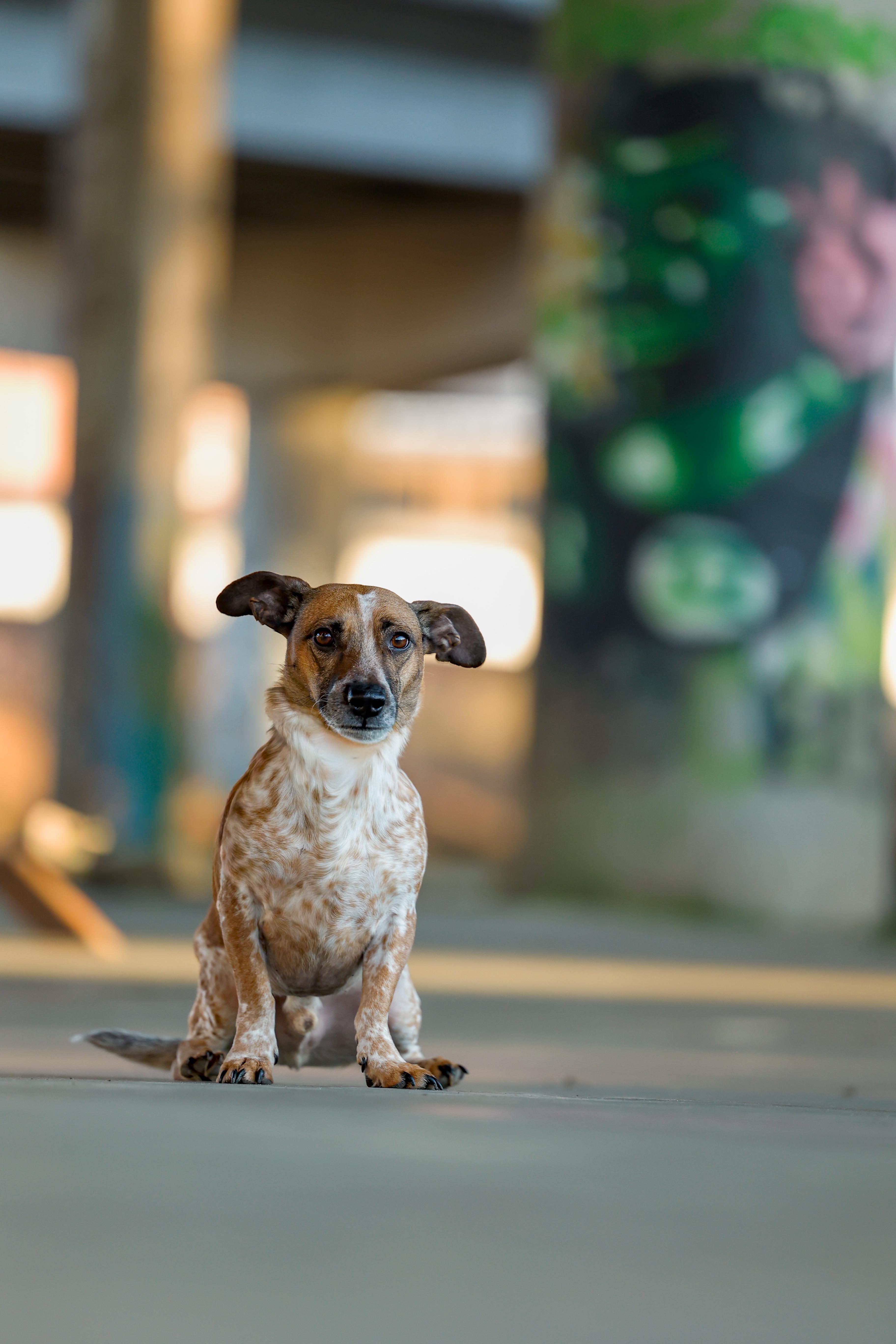 Enlarge Opie, a ADOPTABLE mixed breed in charleston, SC image 4/6