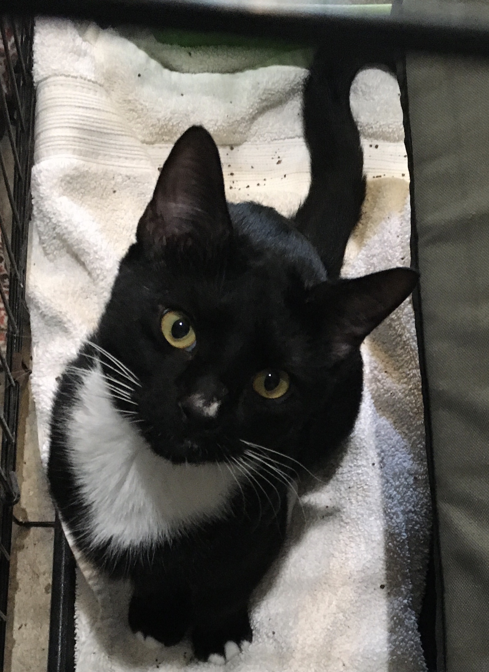 Eight Ball, Young Male Domestic Short Hair