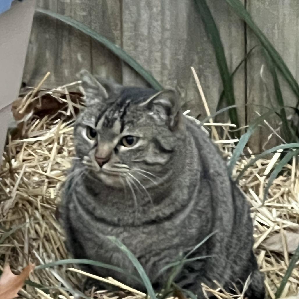 Hetty, Adoptable, Adult Female Domestic Short Hair.