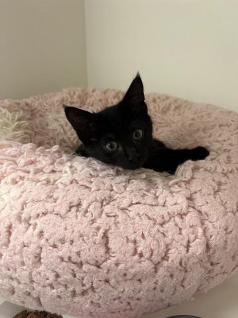 OZIL, Adoptable, Kitten Female Domestic Medium Hair.