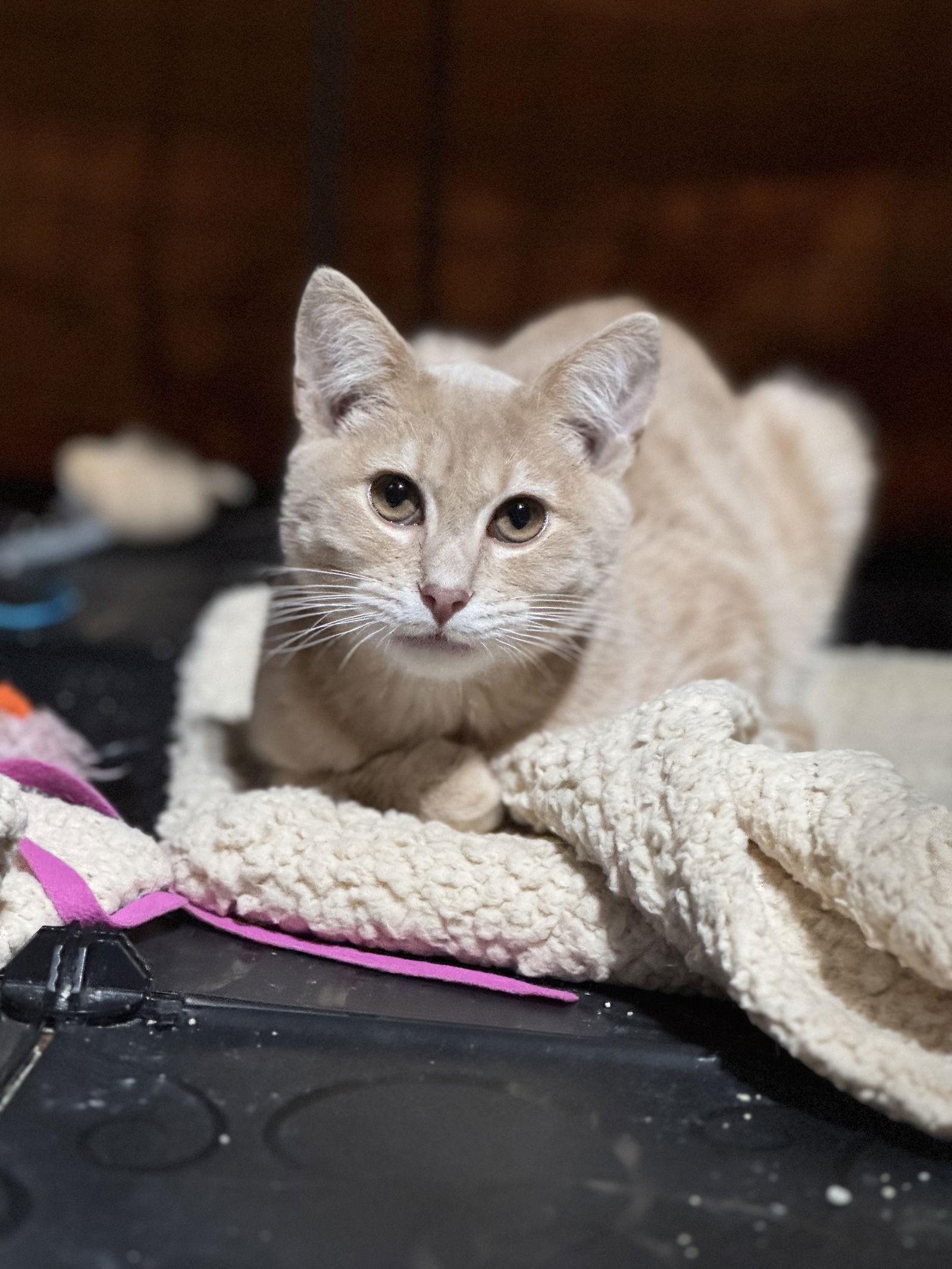 Gravy, Adoptable, Young Male Domestic Short Hair.