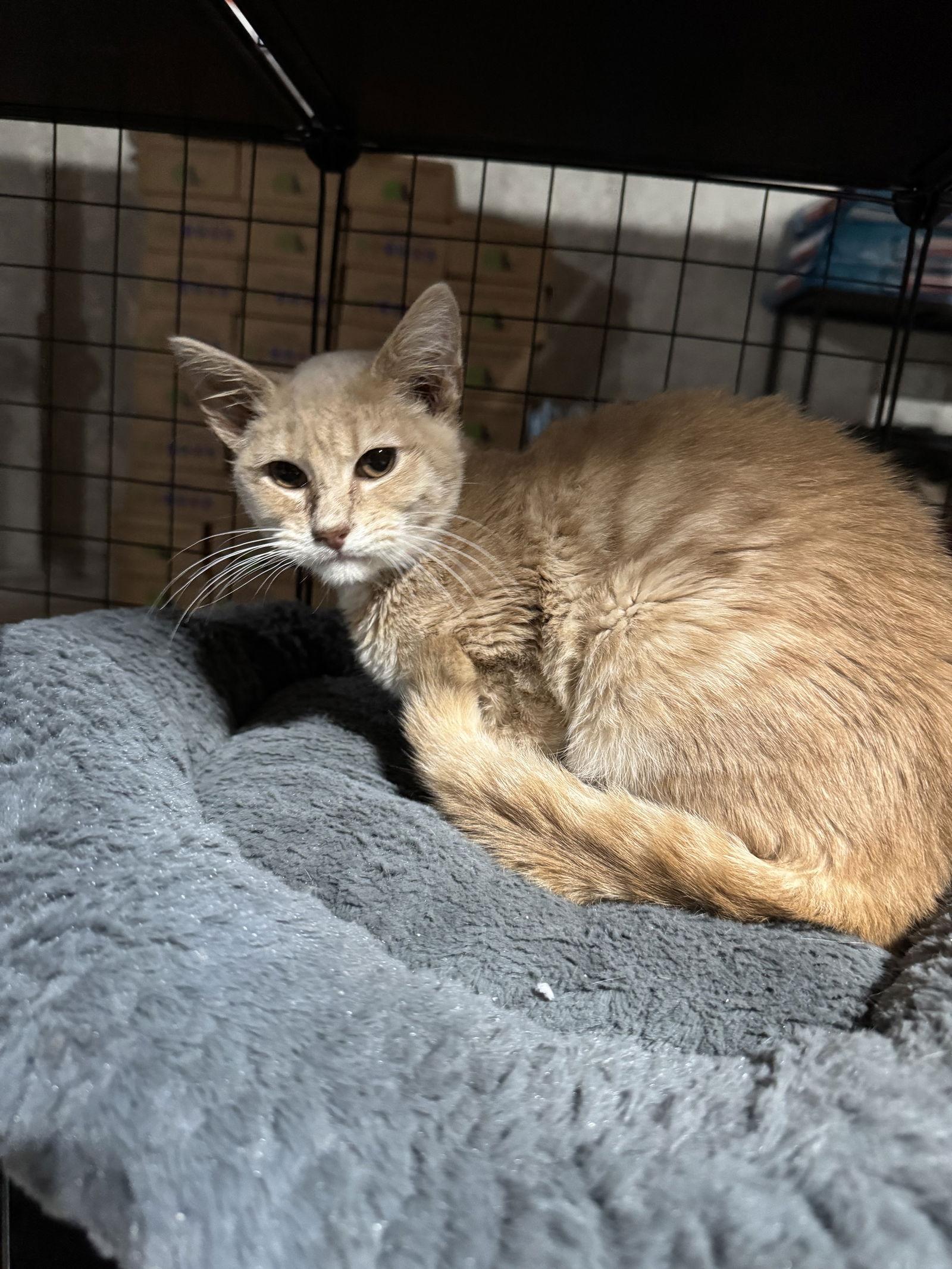 Enlarge Gravy, a Adoptable Domestic Short Hair in Lake Saint Louis, MO image 2/2