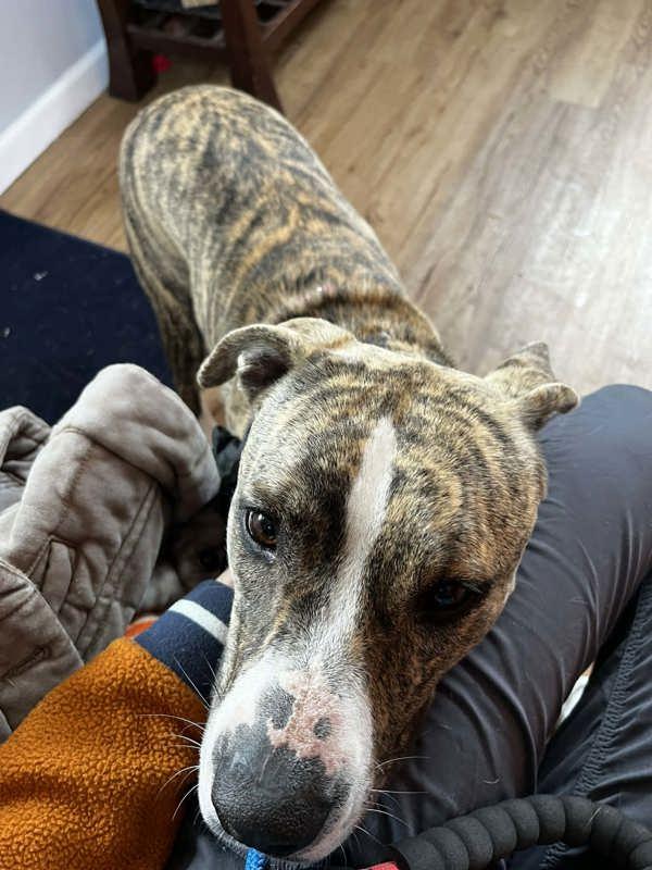 Enlarge Ela, a Adoptable mixed breed in Austin, TX image 1/3