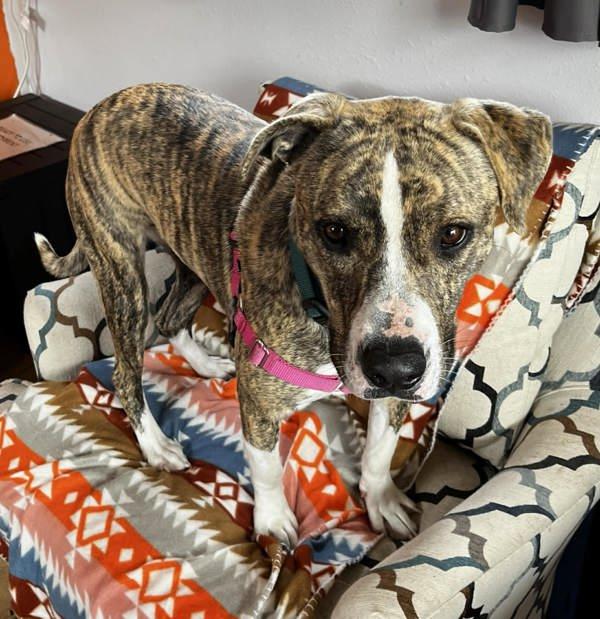 Enlarge Ela, a Adoptable mixed breed in Austin, TX image 2/3