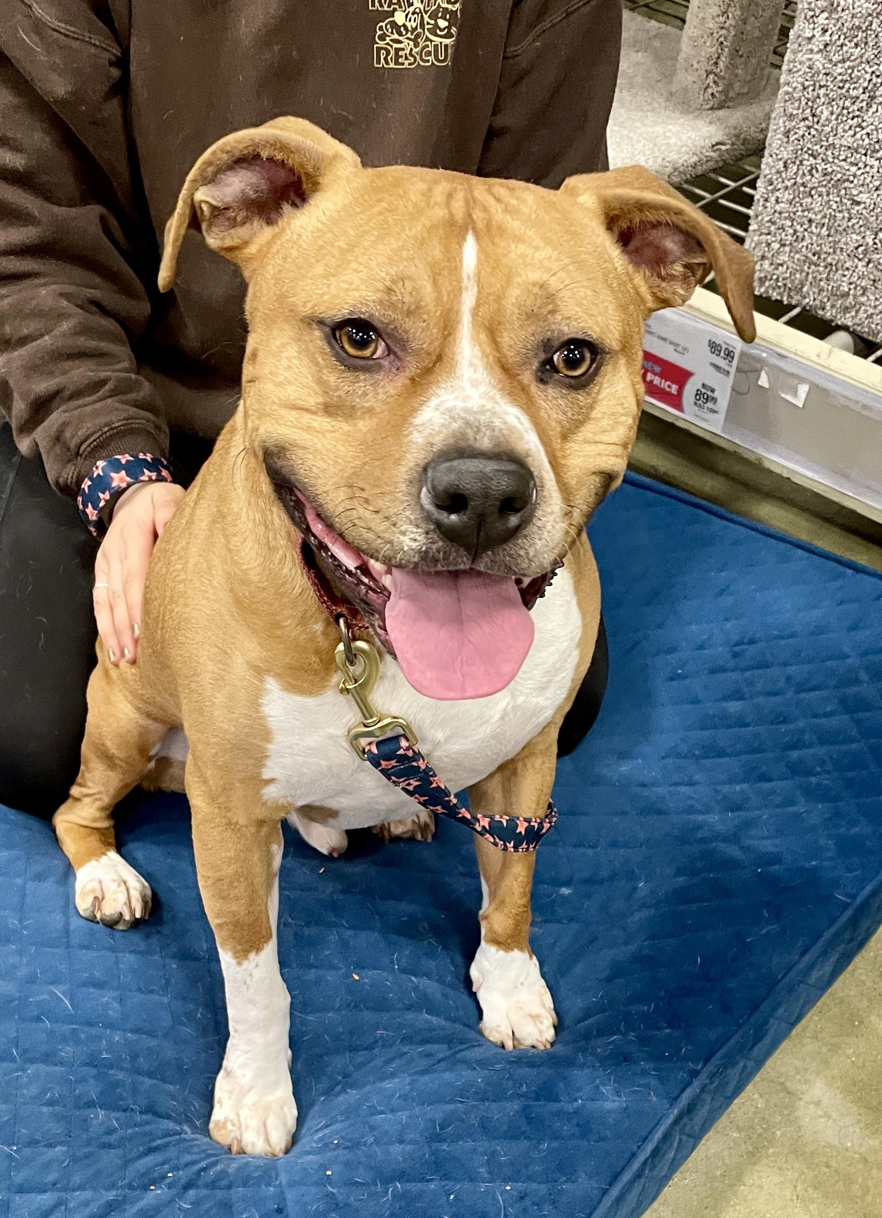 Enlarge Titus, a Adoptable mixed breed in Warren, NJ image 2/3