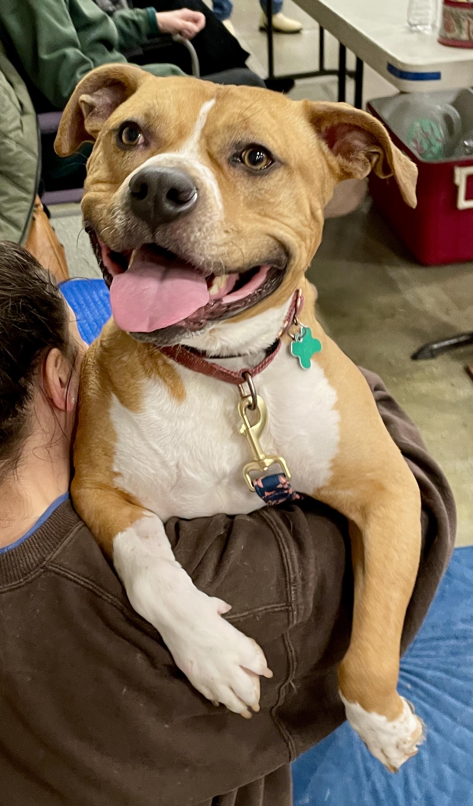 Enlarge Titus, a Adoptable mixed breed in Warren, NJ image 3/3