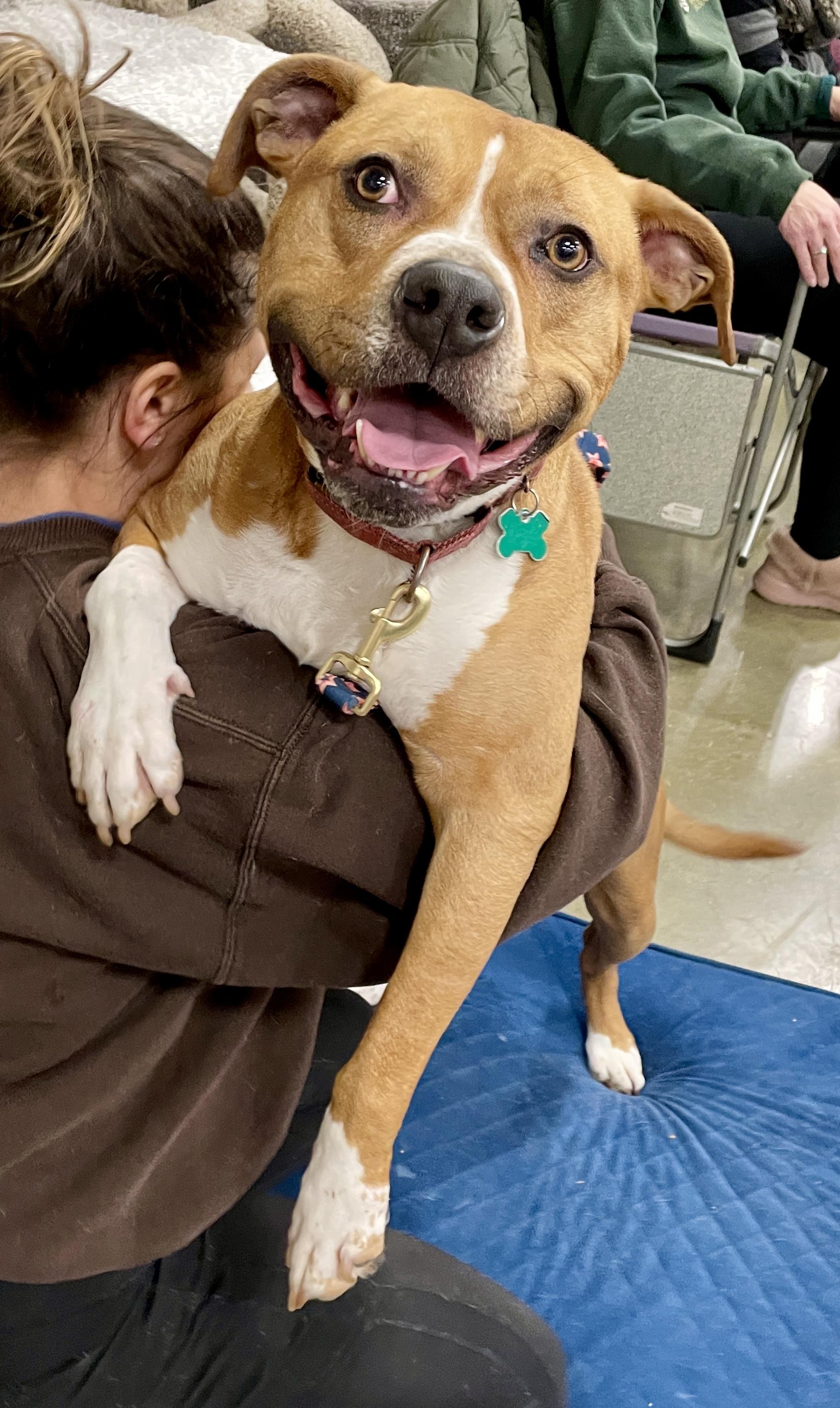Enlarge Titus, a Adoptable mixed breed in Warren, NJ image 1/3