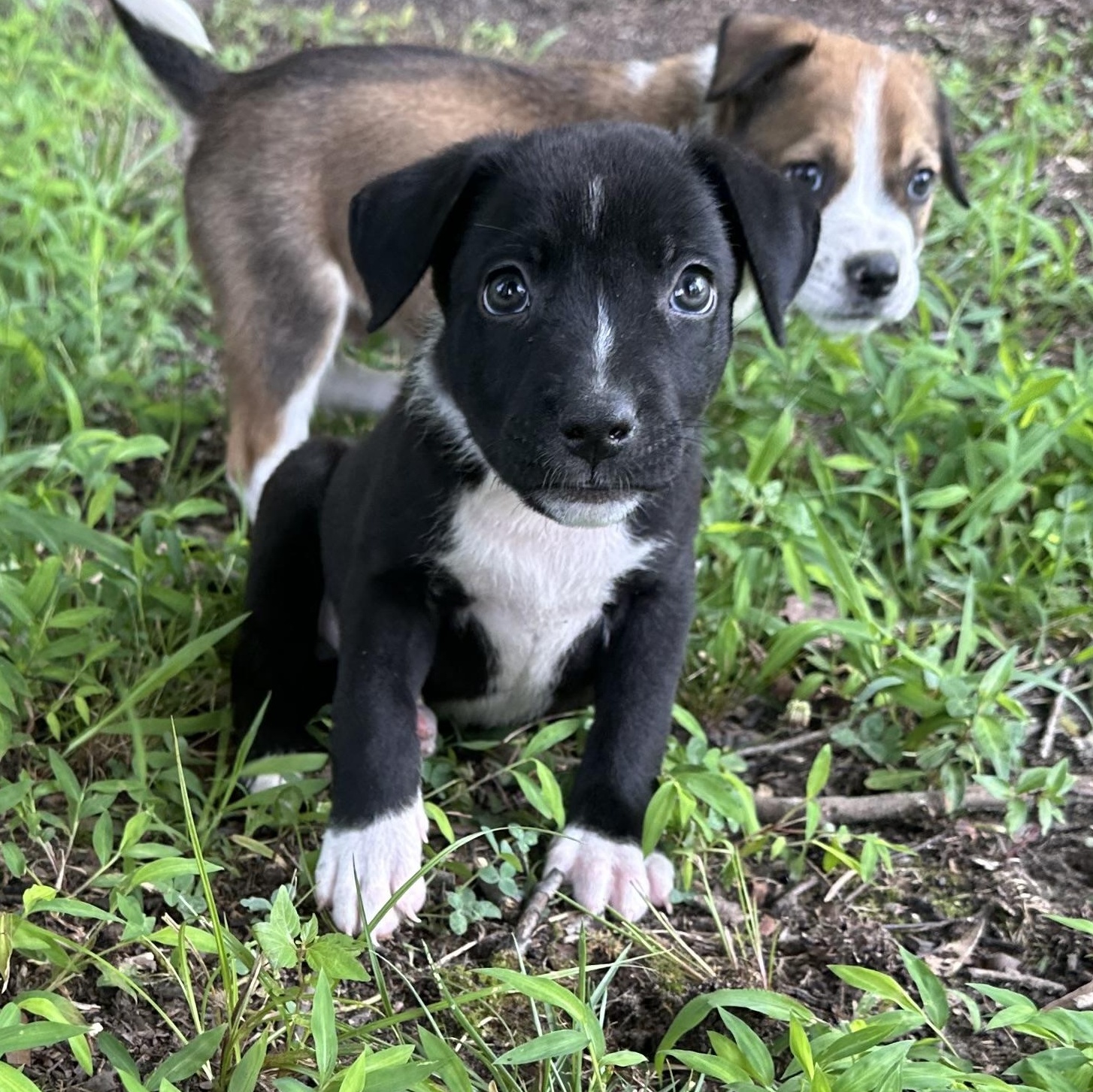 Lockney, an adopted mixed breed in Richmond, VA image 5/6