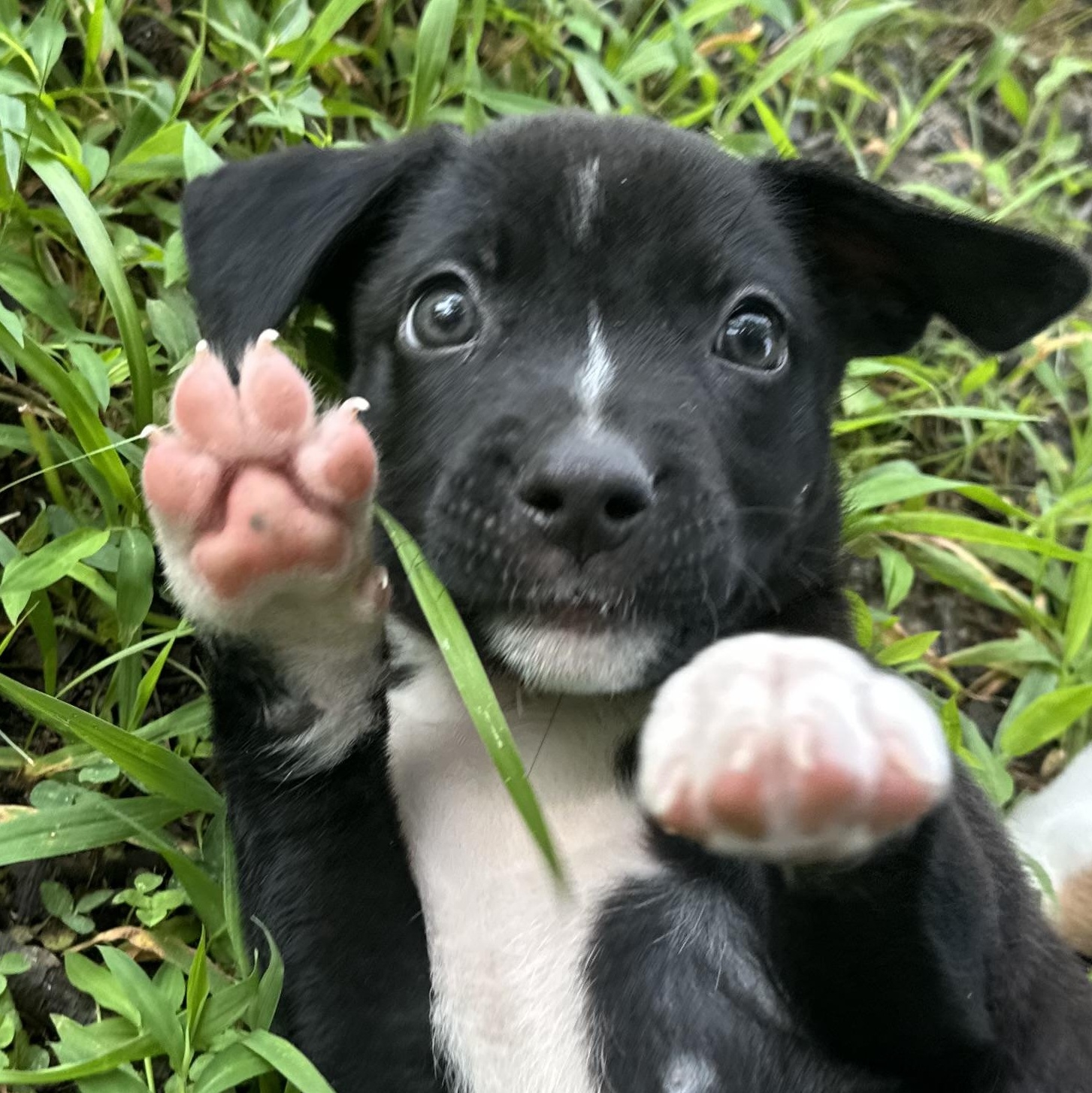 Lockney, an adopted mixed breed in Richmond, VA image 6/6