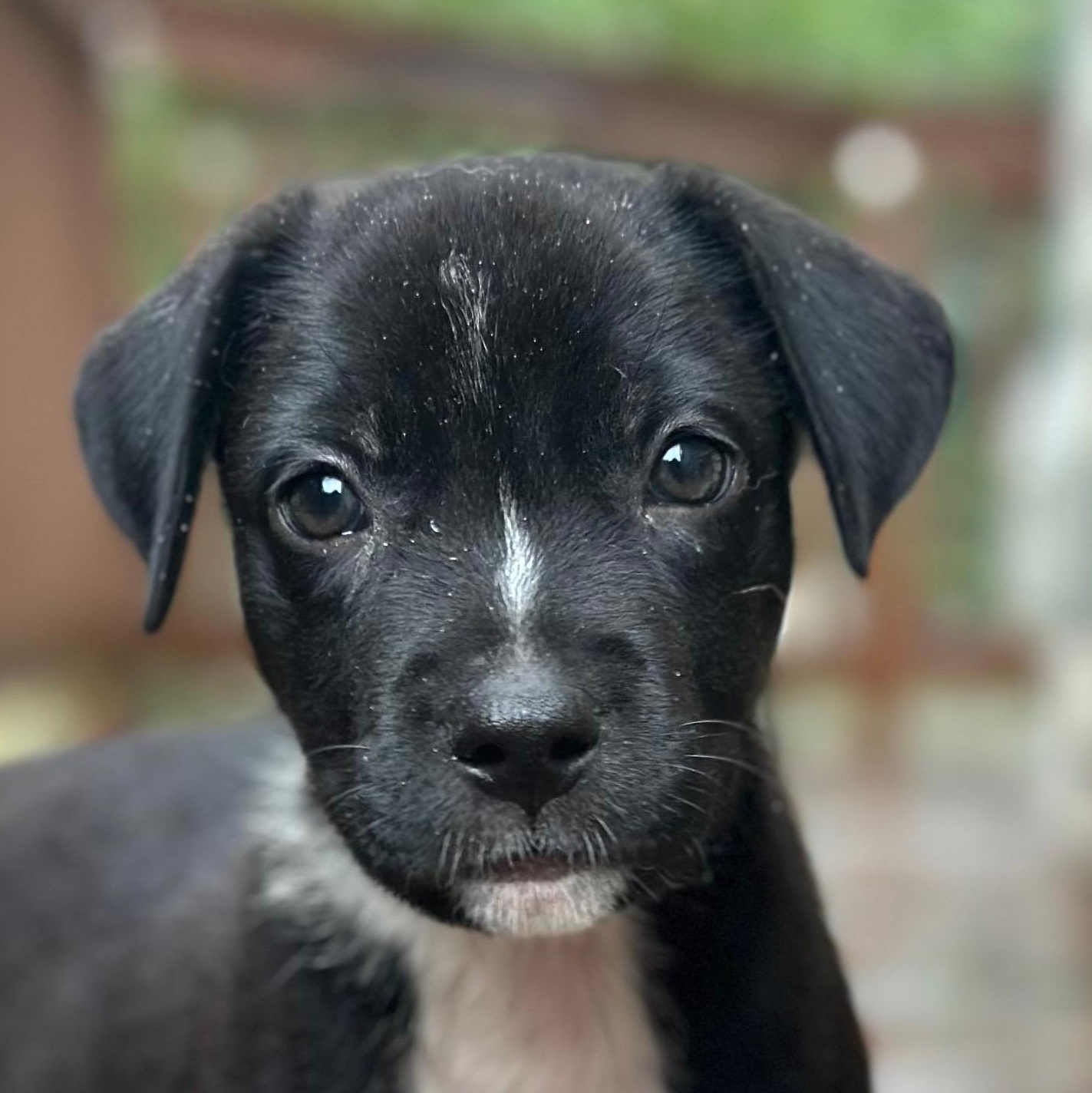 Lockney, an adopted mixed breed in Richmond, VA image 1/6