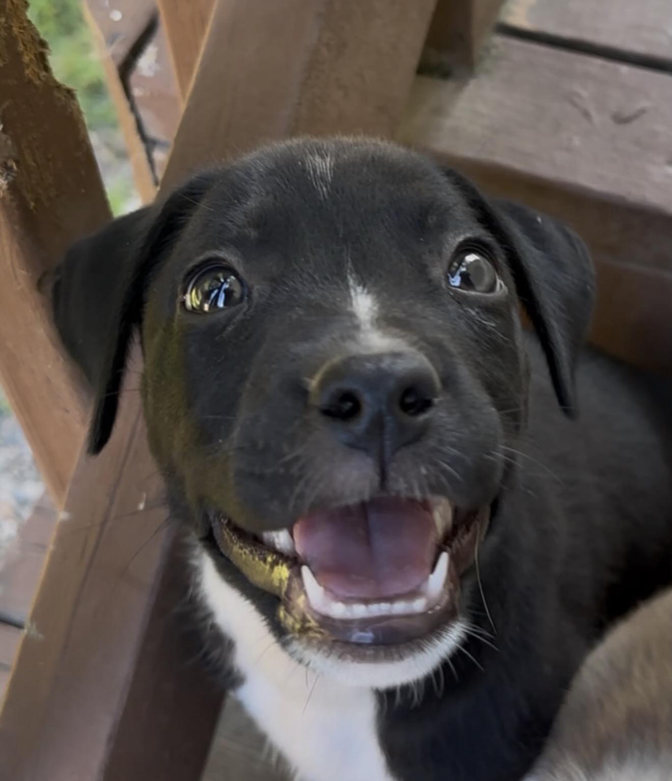 Lockney, an adopted mixed breed in Richmond, VA image 2/6