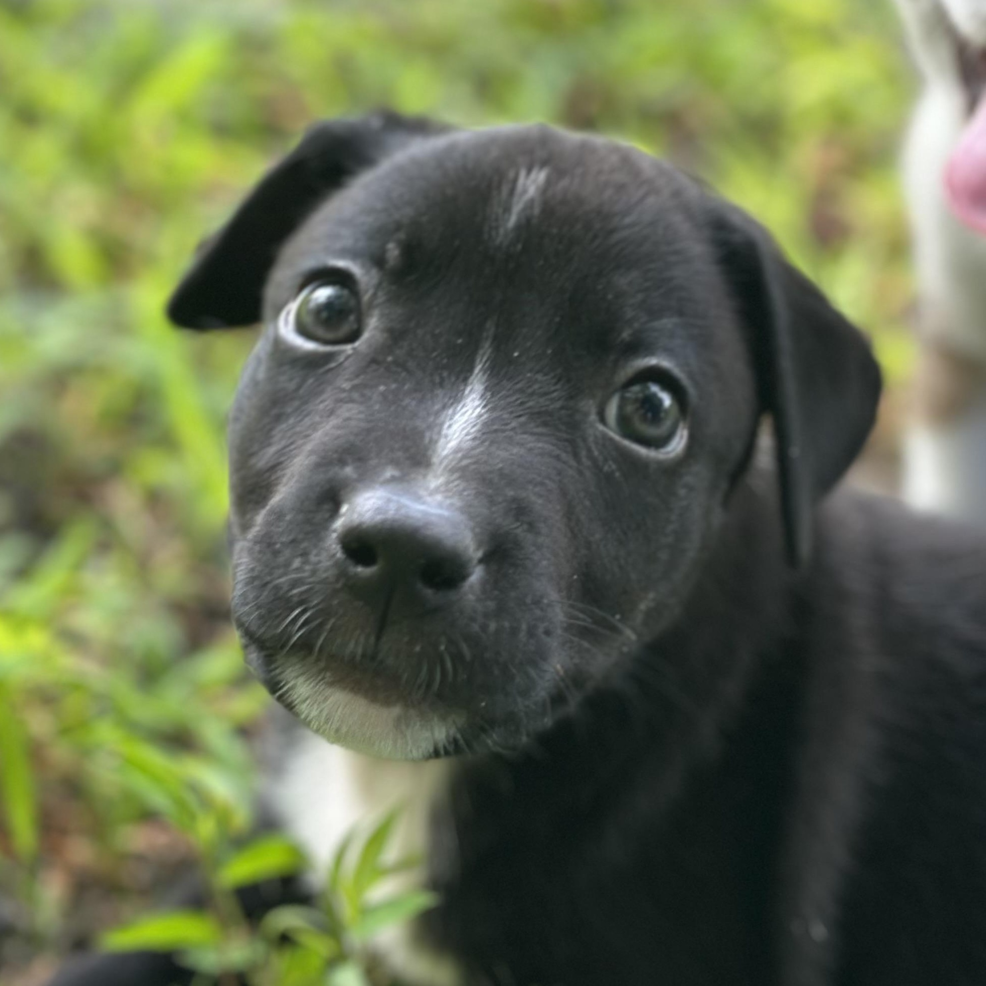 Lockney, an adopted mixed breed in Richmond, VA image 3/6