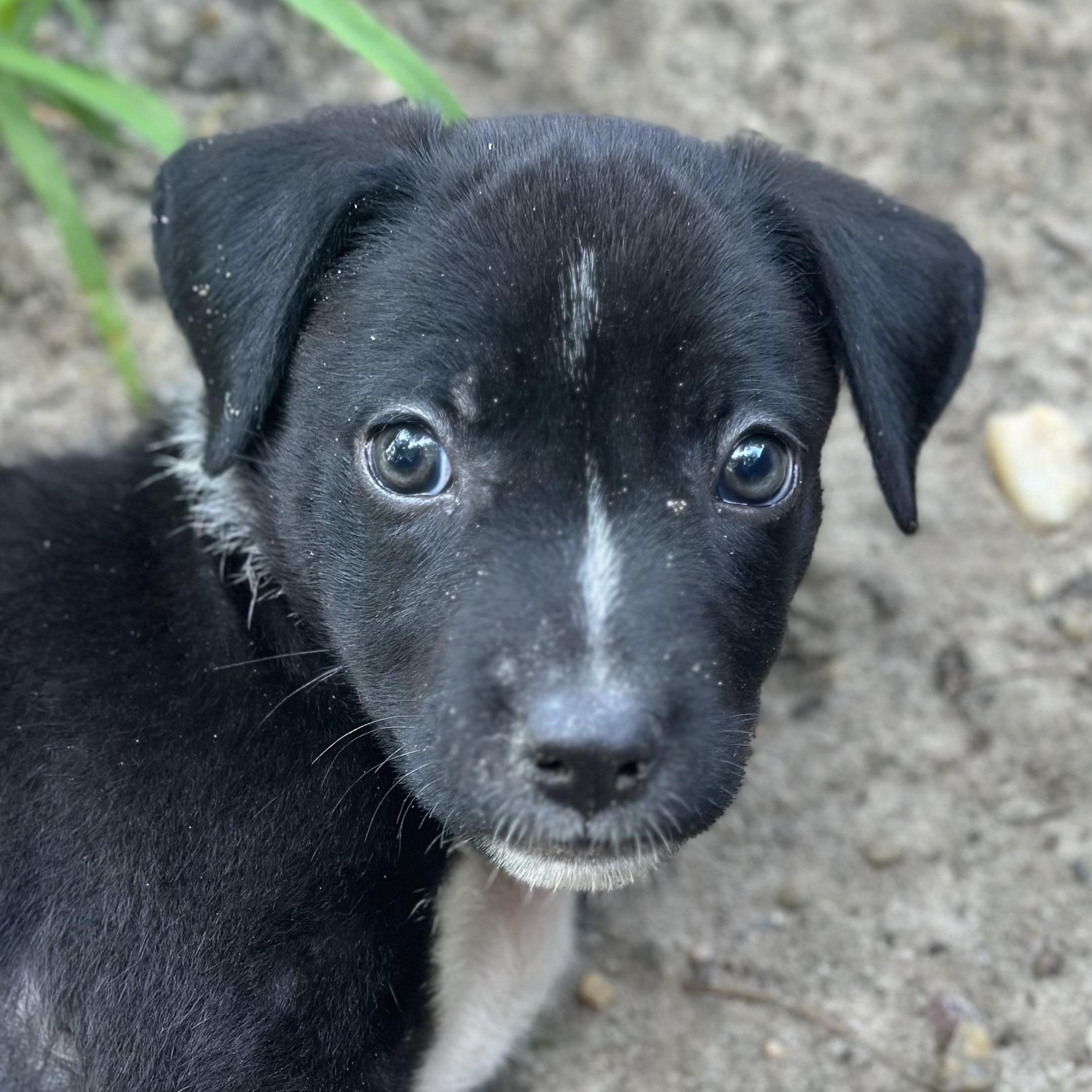 Lockney, an adopted mixed breed in Richmond, VA image 4/6
